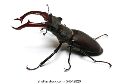 close-up photo of big stag-beetle (Lucanus cervus) - the largest beetle of Europa