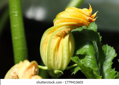 Close-up Photo Of A Big Zucchini Or Courgette Flower.