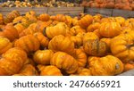 A close-up photo of a bin full of small, orange pumpkins, likely at a fall market or pumpkin patch.