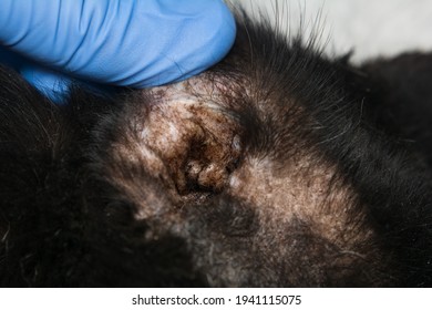 Closeup Photo Black Cat Otitis Scratching Stock Photo 1941115075 ...