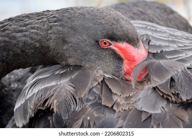 Close-up Photo Of Black Swan Portrait