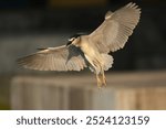 A close-up photo of a Black-Crowned Night Heron in flight.