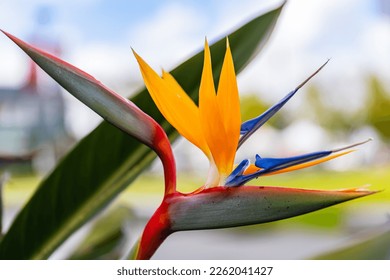 A close-up photo of the bloom on a bird of paradise flower from a side view profile.  - Powered by Shutterstock