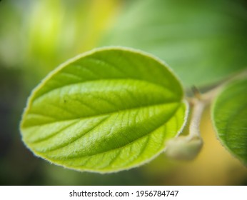 Daun Bidara Images Stock Photos Vectors Shutterstock