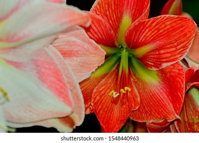 Close-up Photo Of A Bright And Beautiful Hippeastrum, Or  Amaryllis Flower (Amaryllidaceae Family); Soft Light, Shallow Depth Of Field.