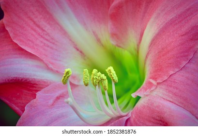 Close-up Photo Of A Bright And Beautiful Hippeastrum, Or  Amaryllis Flower (Amaryllidaceae Family); Soft Light, Shallow Depth Of Field.