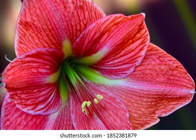 Close-up Photo Of A Bright And Beautiful Hippeastrum, Or  Amaryllis Flower (Amaryllidaceae Family); Soft Light, Shallow Depth Of Field.