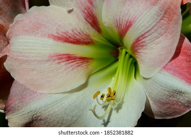 Close-up Photo Of A Bright And Beautiful Hippeastrum, Or  Amaryllis Flower (Amaryllidaceae Family); Soft Light, Shallow Depth Of Field.