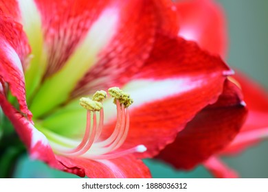 Close-up Photo Of A Bright And Beautiful Hippeastrum, Or  Amaryllis Flower (Amaryllidaceae Family); Soft Light, Shallow Depth Of Field.