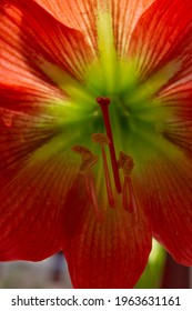 Close-up Photo Of A Bright And Beautiful Hippeastrum, Or Amaryllis Flower (Amaryllidaceae Family) Soft Light,