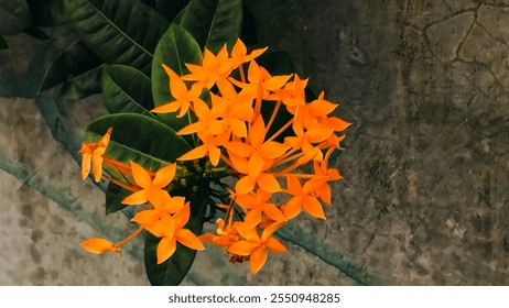 Close-up photo of bright orange Ixora flower with dark green leaves in the background. Aesthetic look with natural light, ideal for design, decoration or editorial purposes.
 - Powered by Shutterstock