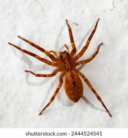 Close-up photo of brown spider crawling on white wall.
