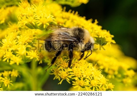 Close-up photo of a bumblebee collecting pollen from a flowering goldenrod