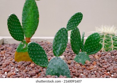 A close-up photo of cactus 'Opuntia humifusa'. Desert and tropical landscape. Also name Devil's-Tongue、Eastern Prickly Pear、Low Prickly Pear、Smoth Prickly Pear、Smooth Prickly-Pear.