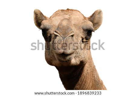 Close-up photo of camel face isolated on white background