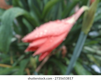 A close-up photo capturing a developing or partially opened bud, against a natural green background. Pink and orange Amaryllis (Hippeastrum) flower bud with water droplets. Blurred defocused 