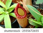 Closeup photo of carnivorous plants, nephentes,  carnivorous plant bug trap tropical pitcher plant 