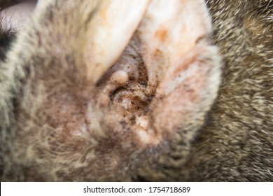 Close-up Photo Of A Cat Ear With External Otitis