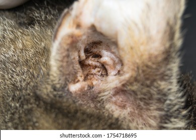 Close-up Photo Of A Cat Ear With External Otitis