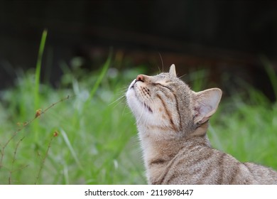 Close-up photo of A cat smells scent from the air in the garden with her eyes closed