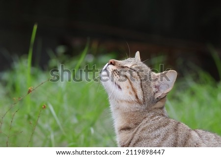 Close-up photo of A cat smells scent from the air in the garden with her eyes closed