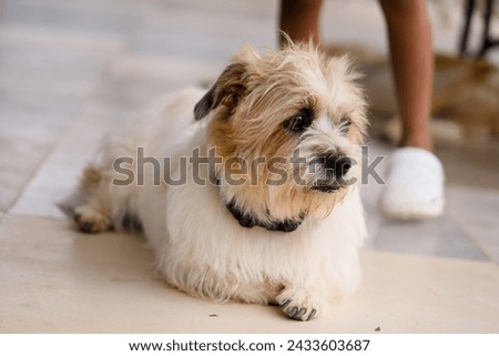 A close-up photo of a charming dog sitting attentively on a light-colored floor Stock fotó © 