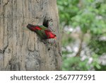 A close-up photo of a Chattering Lory bird.