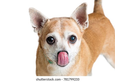 犬 ベロ の写真素材 画像 写真 Shutterstock