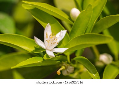 Close-up Photo Of Citrus Clementina Plant Flowers In The Garden