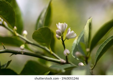 Close-up Photo Of Citrus Clementina Plant Flowers In The Garden