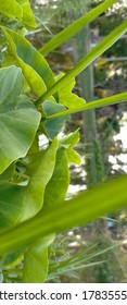 A Close-up Photo Of Colocasia Gigantea 