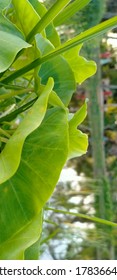 A Closeup Photo Of Colocasia Gigantea