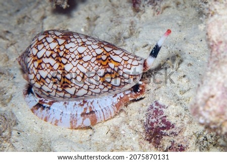 Close-up photo of a colorful textile cone snail crawling across the seafloor at night in Hawaii.