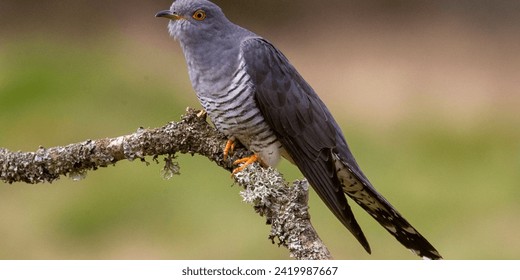 A close-up photo of a common cuckoo (Cuculus canorus) perched on a lichen-covered branch. This small, migratory bird is known for its characteristic call and its brood parasitism behavior. 