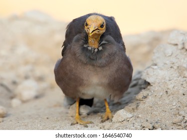 Close-up Photo Of A Common Myna Or Indian Myna (Acridotheres Tristis) With A Completely Bald Head