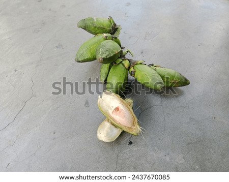 
Close-up photo of the contents of a young betel nut and its green outer texture is good for consumption as disease prevention or to treat disease
