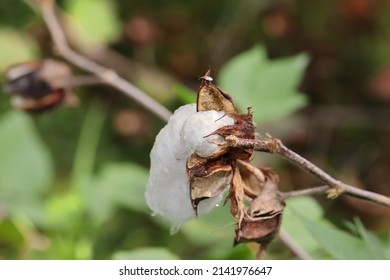 Close-up Photo Of Cotton Crop Damaged Due To Rain Water