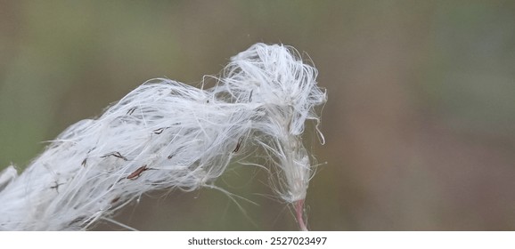  close-up photo of a cotton-like seed head on a slender, green stem. The seed head is white and fluffy, resembling a small tuft of cotton. The background is blurred, focusing attention on the delicate - Powered by Shutterstock