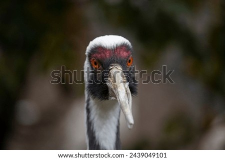 Closeup photo of a crane vipio bird with blurry background