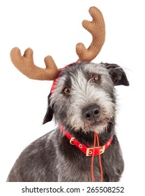 Closeup Photo Of A Cute Dog Wearing Christmas Reindeer Antlers