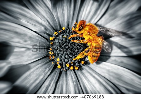 Close-up photo of a cute little yellow bee sitting on a daisies flower, honeybee collecting the pollen to produce the honey, beauty of a spring nature, black and white photography
