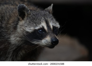 Close-up photo of a cute raccoon