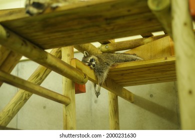 Close-up photo of a cute raccoon