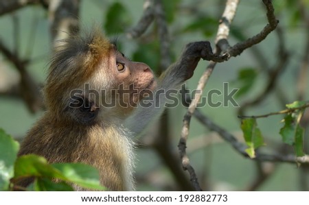 Closeup photo of cute young oldworld monkey sitting on the tree branches in Sri Lanka.