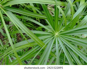 close-up photo of cyperus plant - Powered by Shutterstock