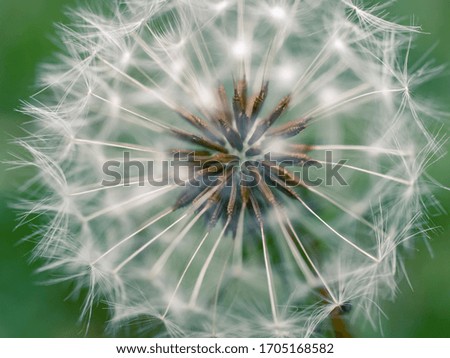 Similar – dandelion Life Harmonious