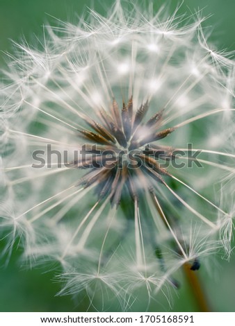 Similar – dandelion Life Harmonious