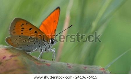 Close-up photo of a deep red-gold butterfly in a summer meadow. Macro photography with an interesting summer blurred background can decorate the walls of the interior. Place for text.