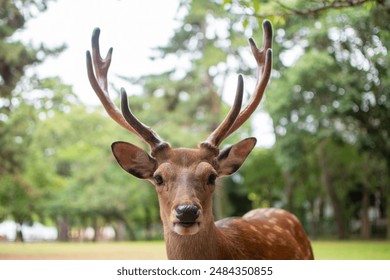 A close-up photo of a deer in a lush, green park. - Powered by Shutterstock