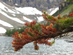 A Close-up Photo Of Destroyed Foliage By The Mountain Pine Beetle, Dendroctonus Ponderosae, Bark Beetle A Wood-boring Insect On A Tree At Lake Agnes, Lake Louise, Banff National Park, Alberta, Canada.